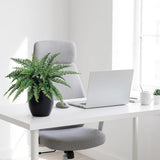 Boston Fern Silk Plant