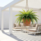 Boston Fern Silk Plant