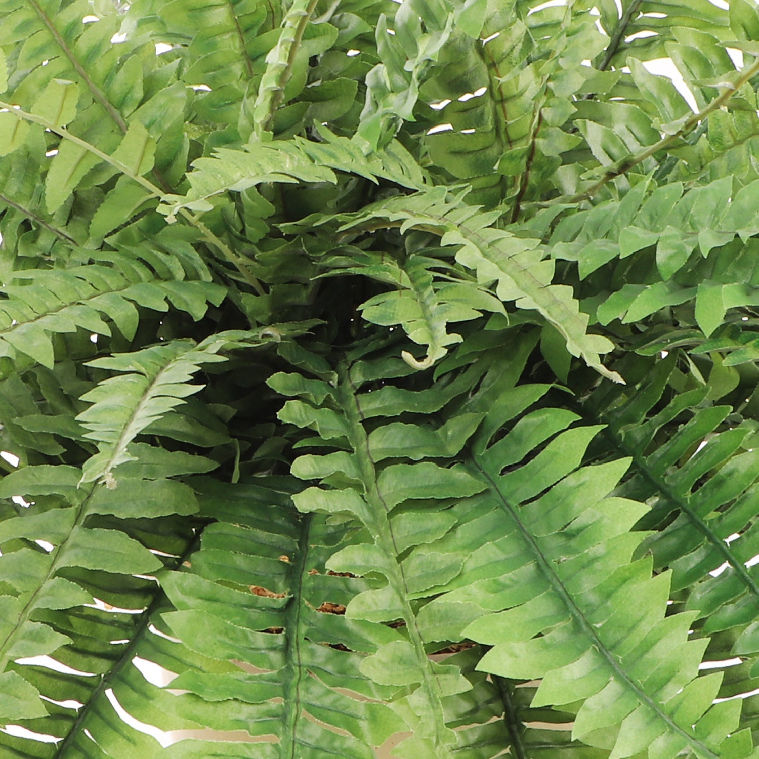 Morgan's Front Door Boston Ferns | Four 48" Ferns | Two 34" Ferns | Simply place in a Planter