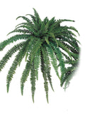 Luxurious Boston Fern - 48" Diameter, 88 Lush Fronds - 2-Piece Set of Green Indoor/Outdoor Plants for Exquisite Home and Garden Decor