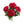 20" Peony Bush X5 - 
    Beauty