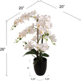25 Inch Phalaenopsis Orchid Floral Arrangement in Decorative Black Ceramic Vase. 17” Diameter
