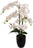 25 Inch Phalaenopsis Orchid Floral Arrangement in Decorative Black Ceramic Vase. 17” Diameter
