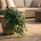 Fake Mini English Ivy Bush with 274 Leaves - 20"