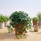 Fake Mini English Ivy Bush with 274 Leaves - 20"