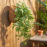 Fake Nepthytis Ivy Bush with 185 Silk Leaves, Set of 2 - 38"