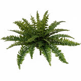 Faux Boston Fern Plant with 27 Silk Fronds - 28" Wide