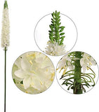 Silk Foxtail Flower - 47"