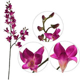 Purple Artificial Dendrobium Sprays, 16 Flowers & 8 Buds, Set of 2 - 34"