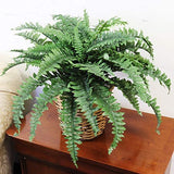 Boston Fern Artificial Plants - UV Resistant, Indoor or Outdoor Plant, Hanging Basket or Planter, 34” Inch Diameter 42 Fronds  ArtificialFlowers   