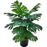 Silk Monstera House Plant in Black Pot 24 Leaves 24" House Plant ArtificialFlowers   