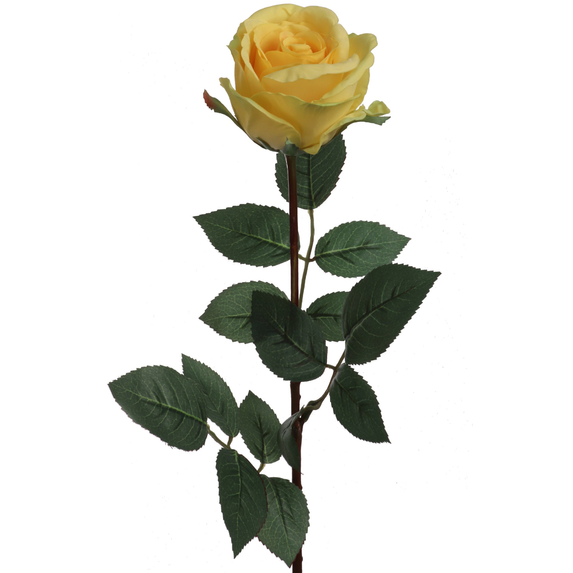 Yellow Subati Roses Yellow Rose With Stem