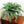 Fake Boston Fern Plant with 50 Fronds - 34" - 
    Green