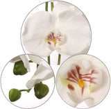 Artificial Real Touch Silk Phalaenopsis Orchid 9 Flowers 3 Buds- 34" Orchid artificialflowersdotcom   