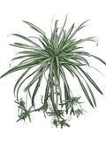 Artificial  Artificial Hanging Spider Plant (100 Fronds)-32