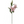 Cream Artificial Casablanca Lily - 34" - 
    Pink White