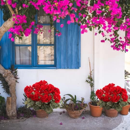 Geraniums